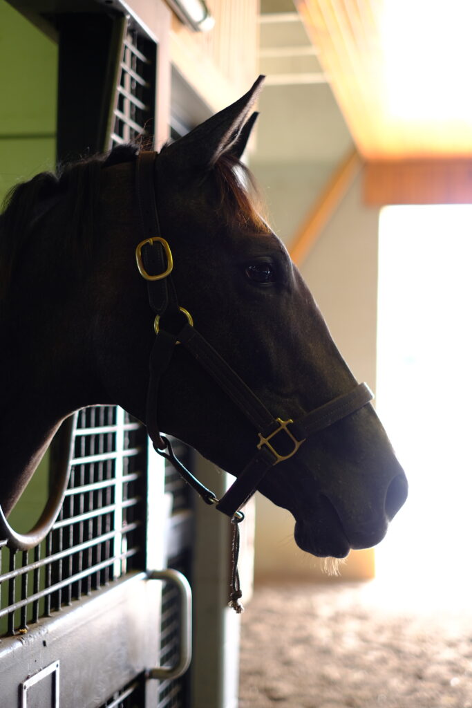 Bagel and Deli looks out from her stall at Diamond A Farm.