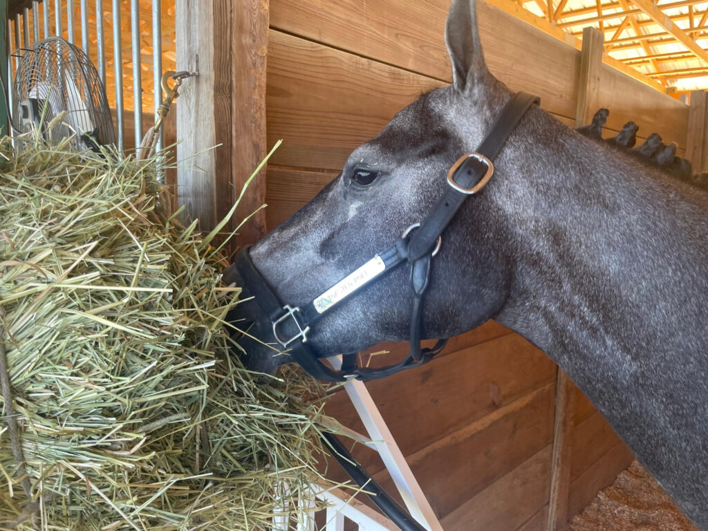 Toasted Roll enjoys a well-deserved snack after her first race